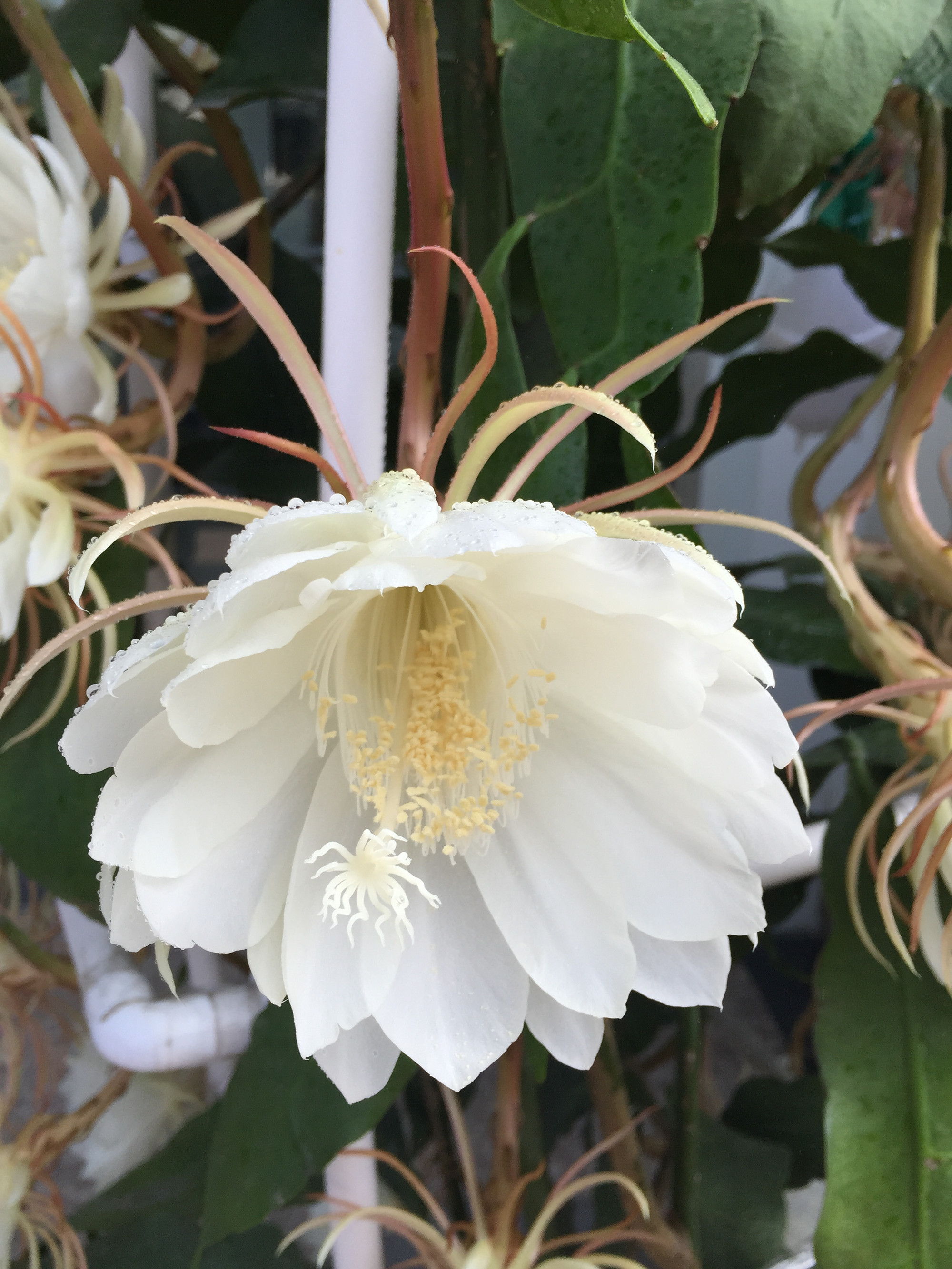 夏日别致,白天开放的昙花