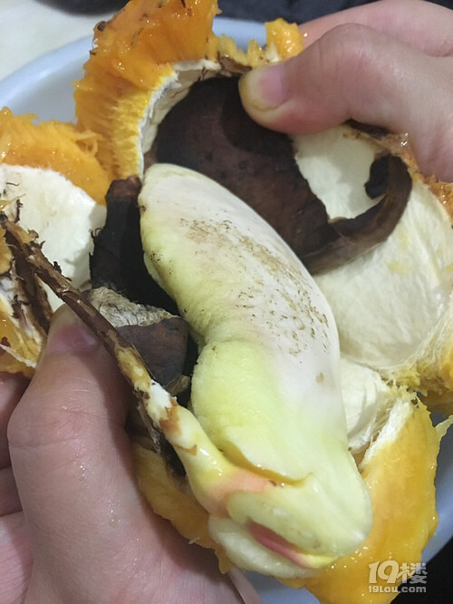 芒果发芽了、还能吃吗