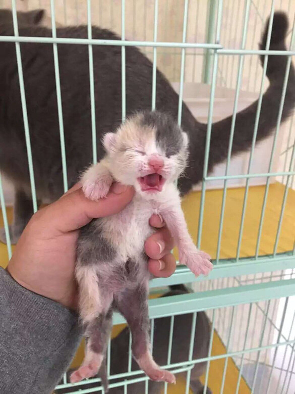 昨天刚出生的英短三花mm