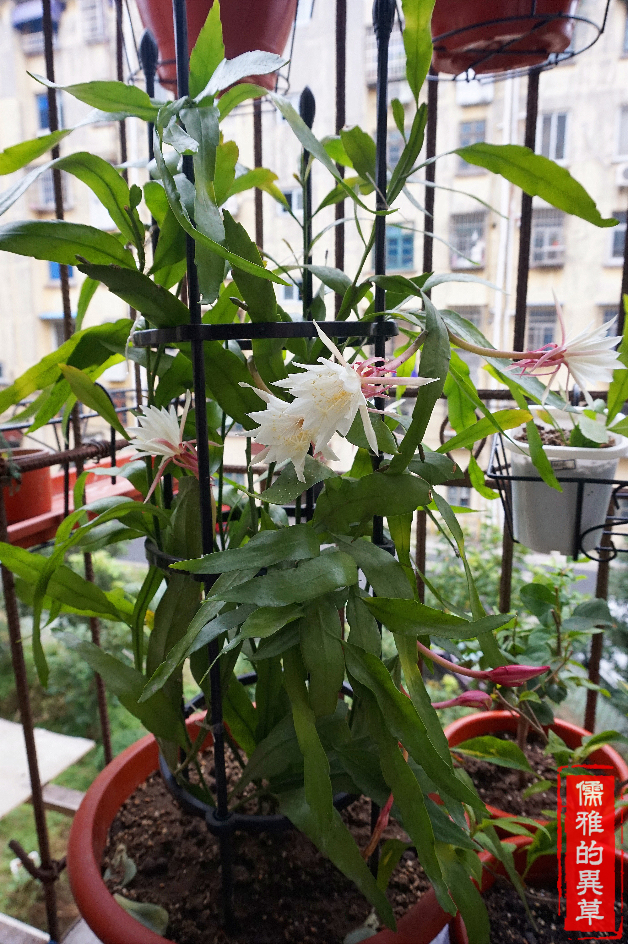 秋末绽放小叶昙花