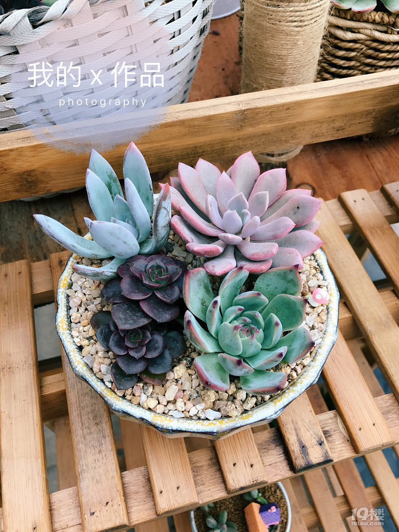 多肉们 立正稍息站好啦!-我败我秀-时尚消费-嘉