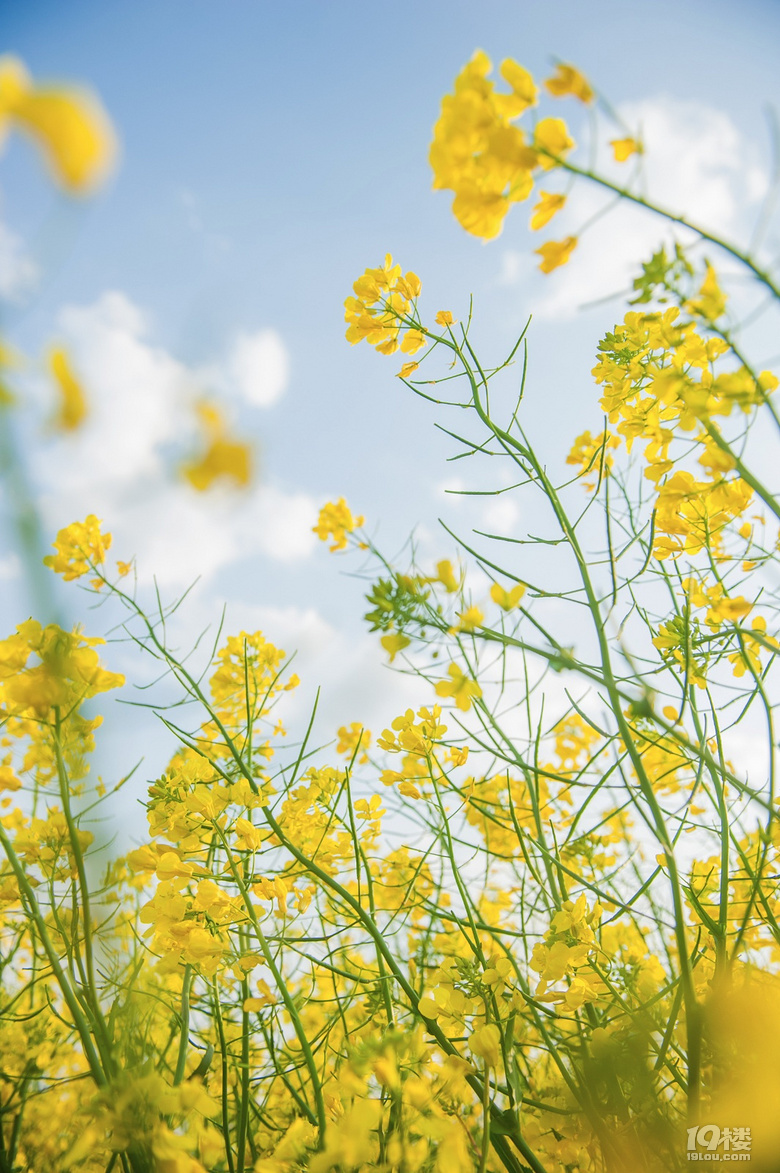 路边看到的油菜花-我拍我秀-摄影俱乐部-嘉兴1