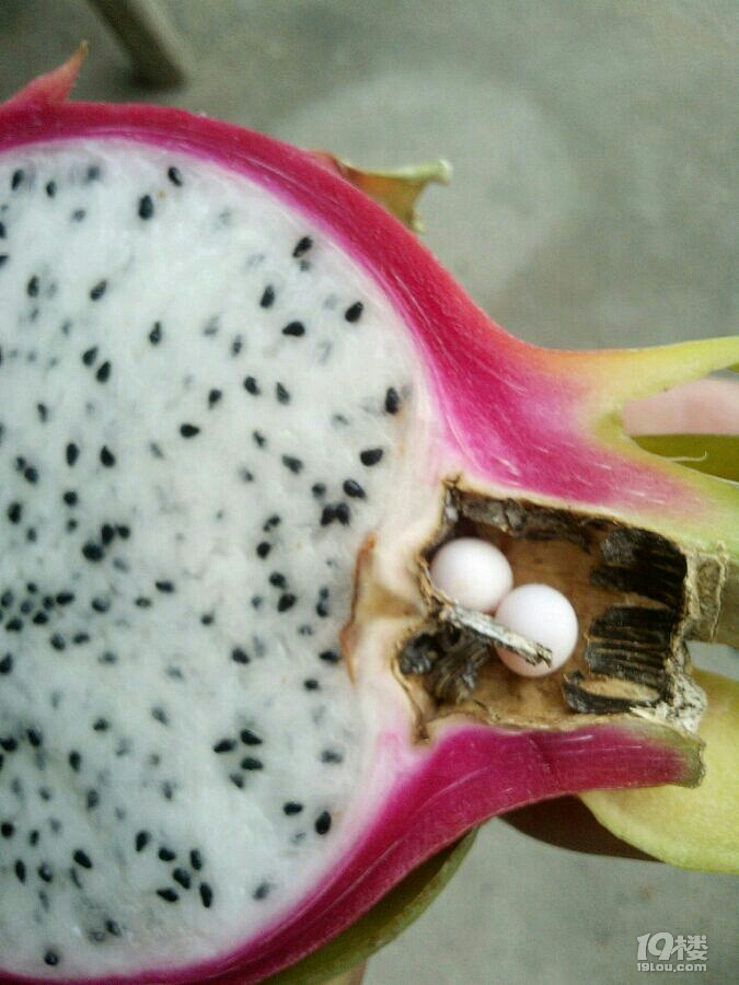 谁对我的火龙果干了这么禽兽的事情。害的我的