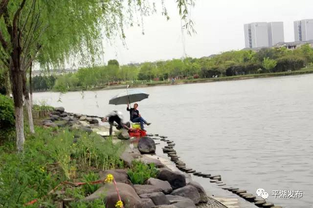 【看点】平湖这些绿道已经美成画啦,你最爱哪