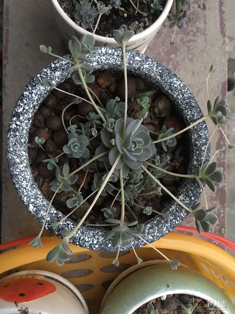 多肉植物太可怕了