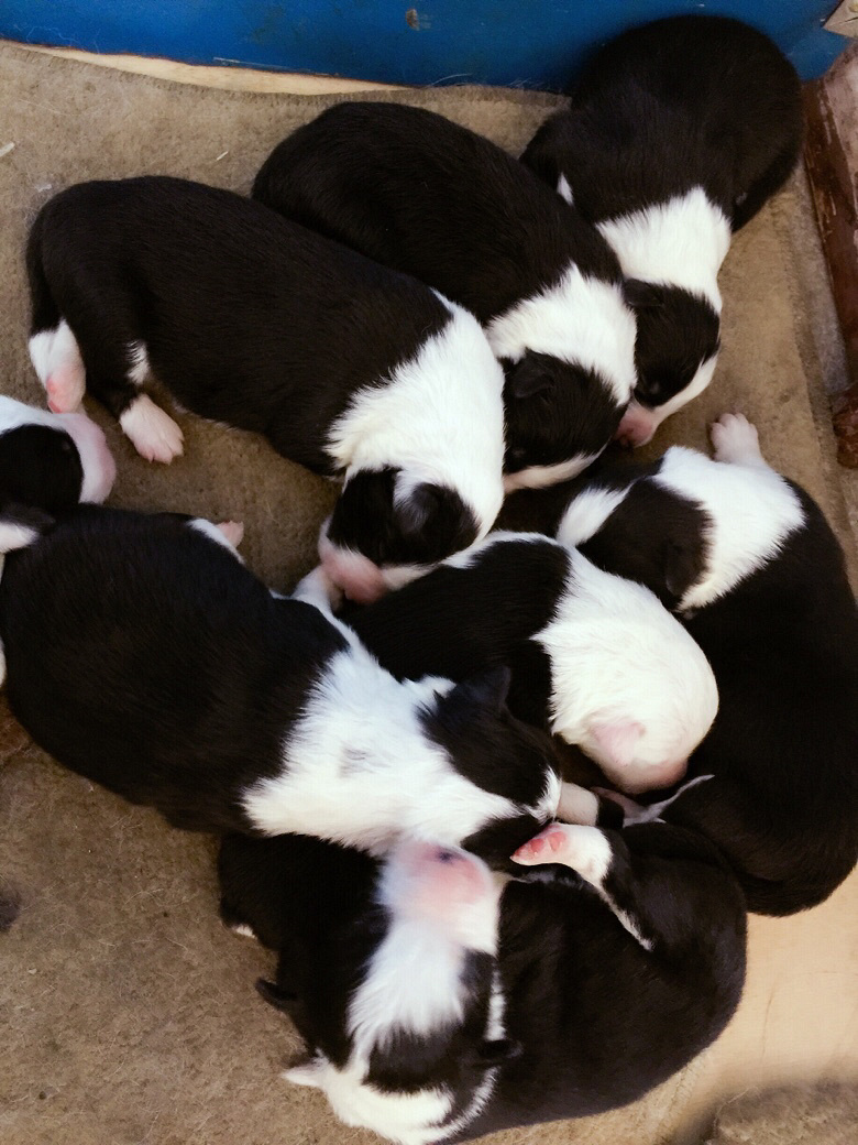 ���ɰ�����С���ҿ�������