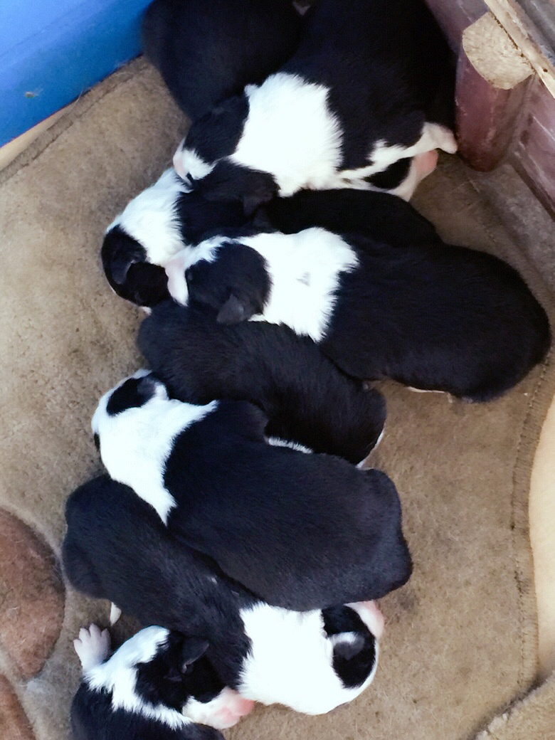 ���ɰ�����С���ҿ�������