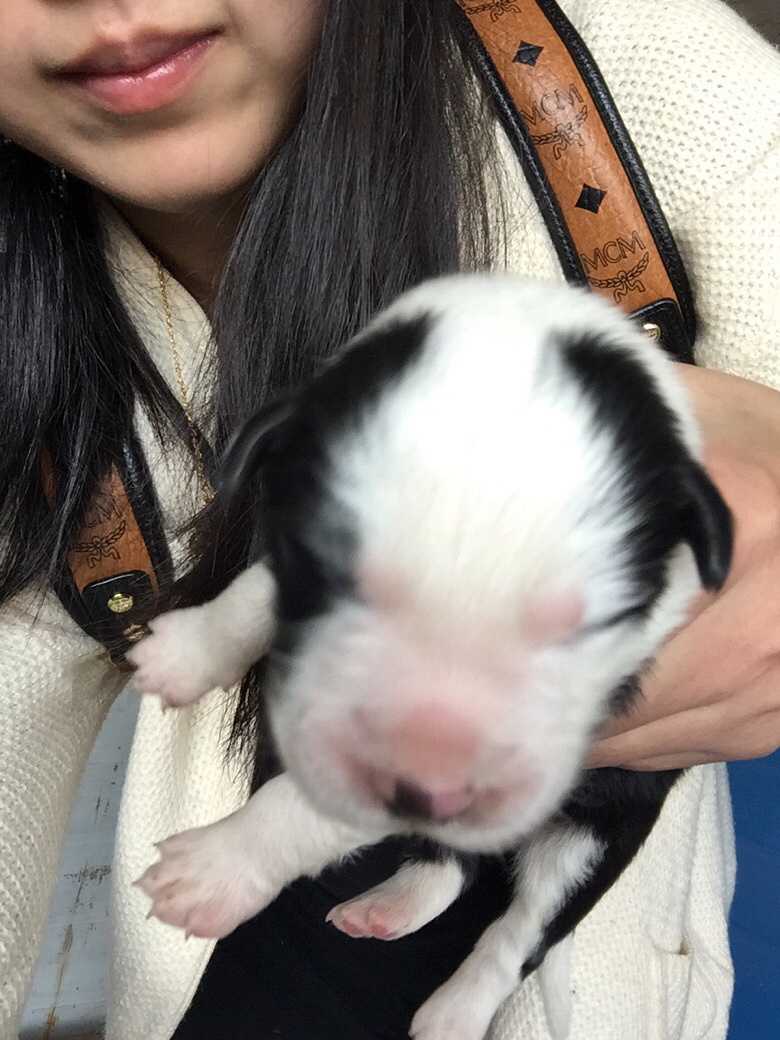 ���ɰ�����С���ҿ�������