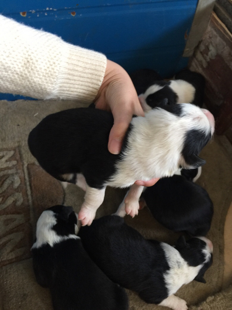 ���ɰ�����С���ҿ�������