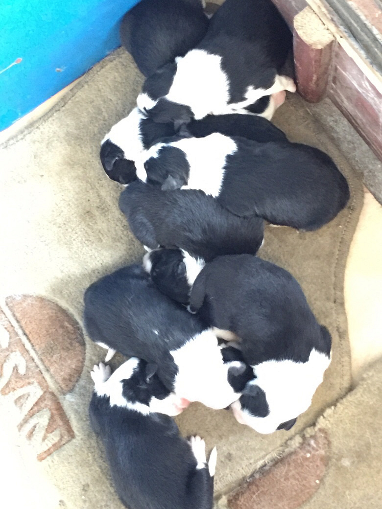 ���ɰ�����С���ҿ�������