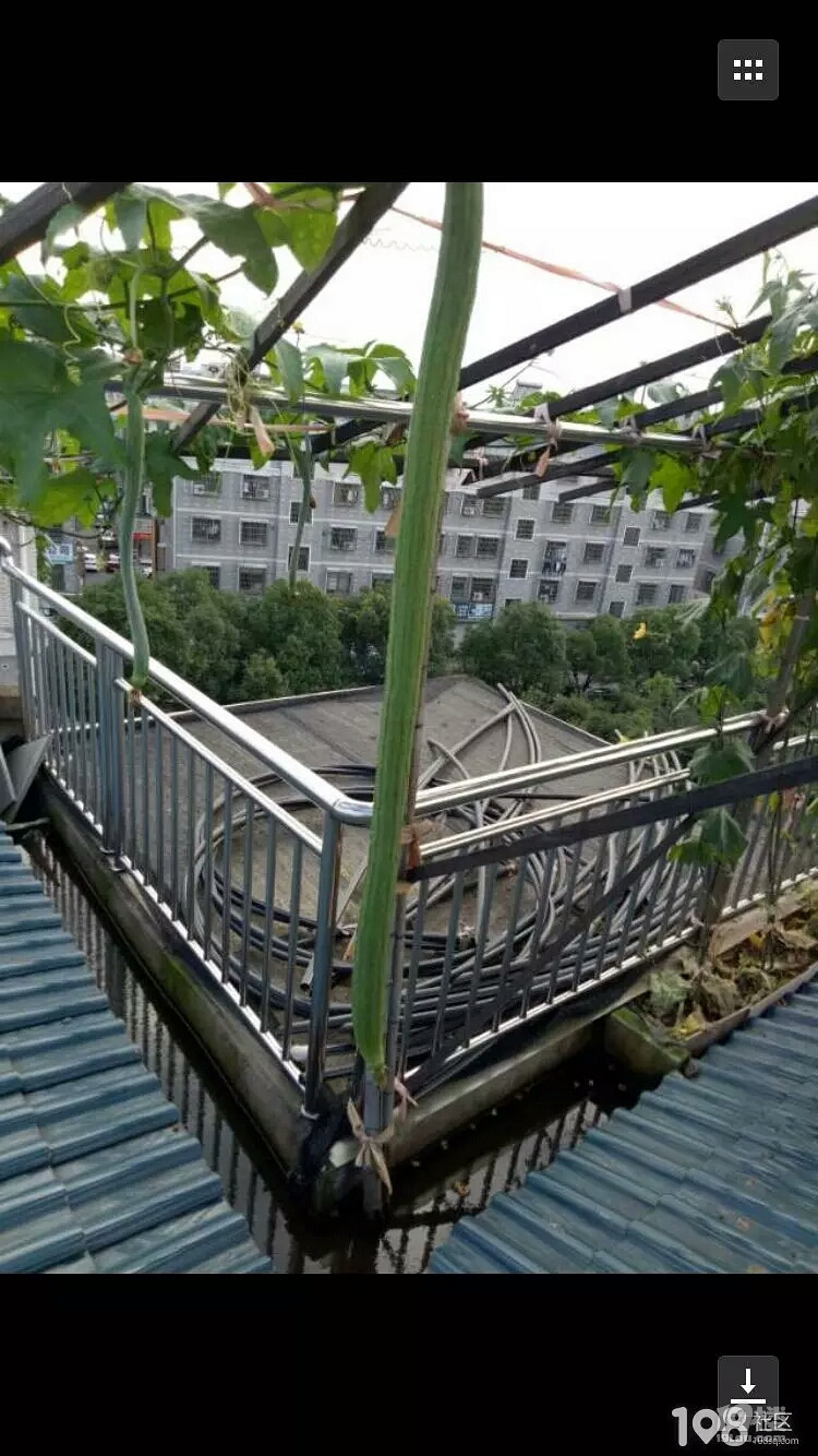 你见过最长的丝瓜有多长海宁人姐姐家种的拎起来比小孩还高