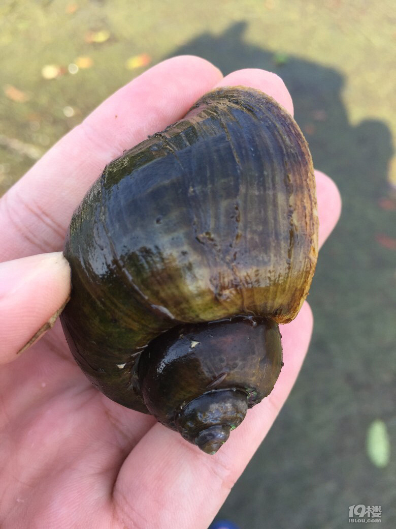 心血来潮进山避暑捡到田螺姑娘一枚准备