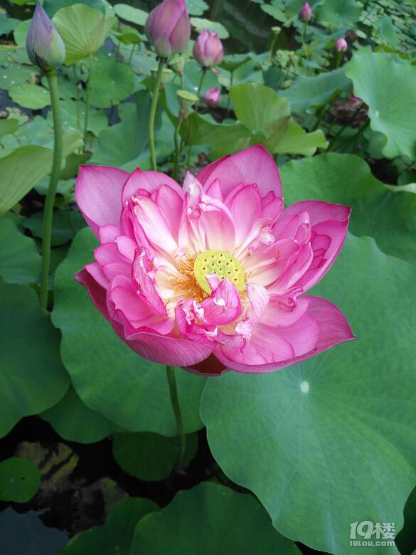 采莲南塘秋,莲花过人头;低头弄莲子,莲子清如水