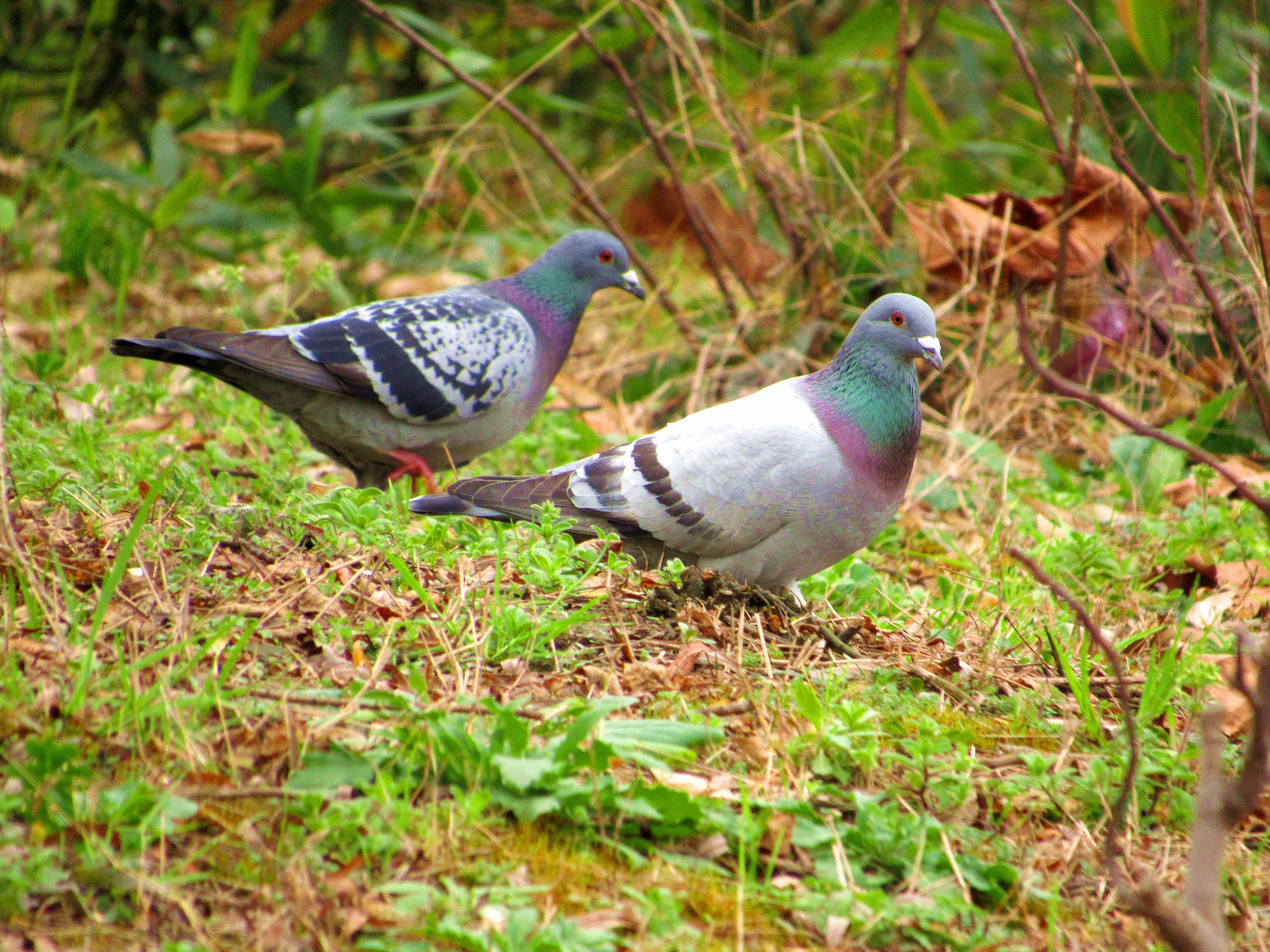 漂亮的鸽子-我拍我秀-摄影俱乐部-嘉兴19楼