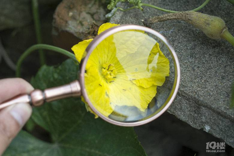 放大镜下的世界