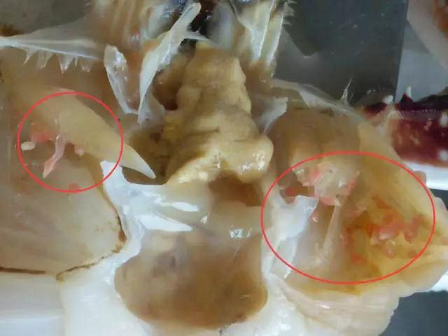 螃蟹身上的寄生虫图片图片