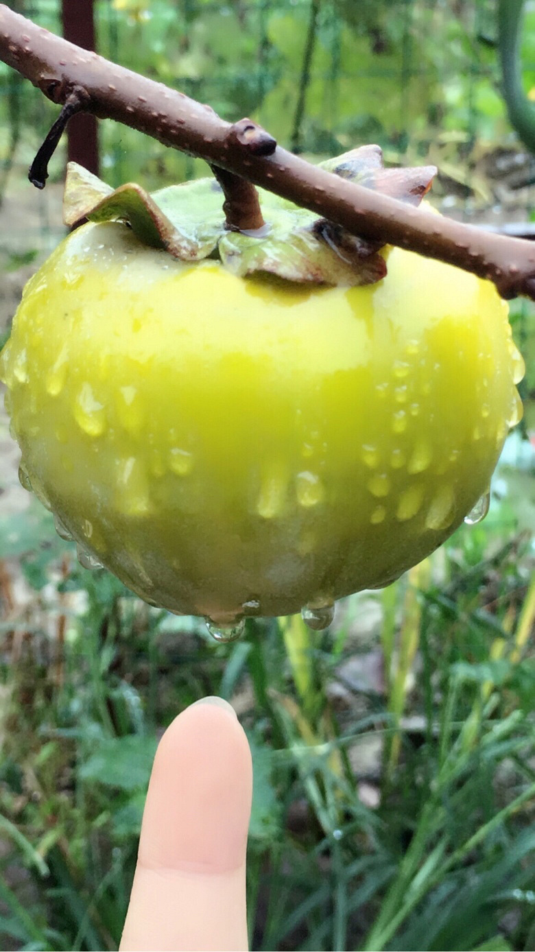 ��������ɫ+ÿ����������ӳԲ���