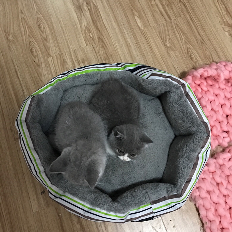 �Լ�����Ӣ������ ���ɰ�