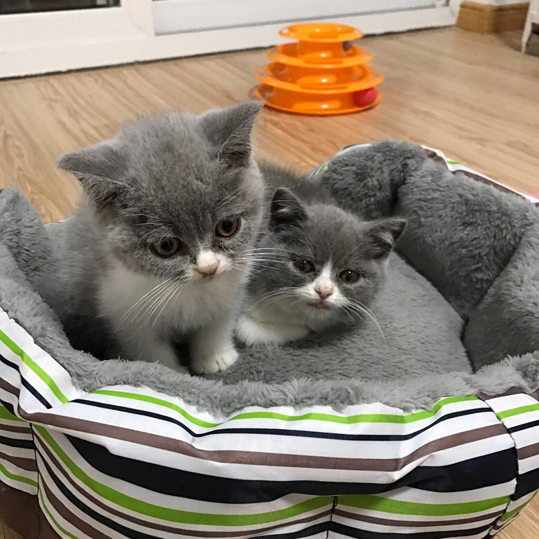 �Լ�����Ӣ������ ���ɰ�