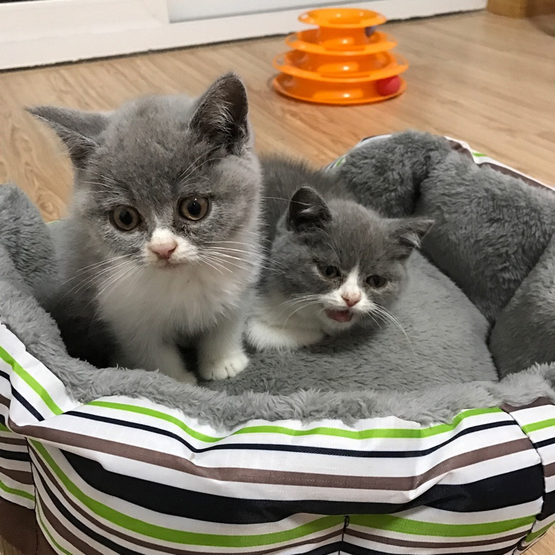 �Լ�����Ӣ������ ���ɰ�