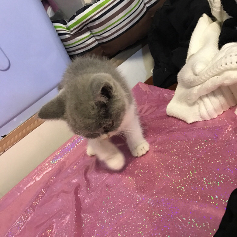 �Լ�����Ӣ������ ���ɰ�