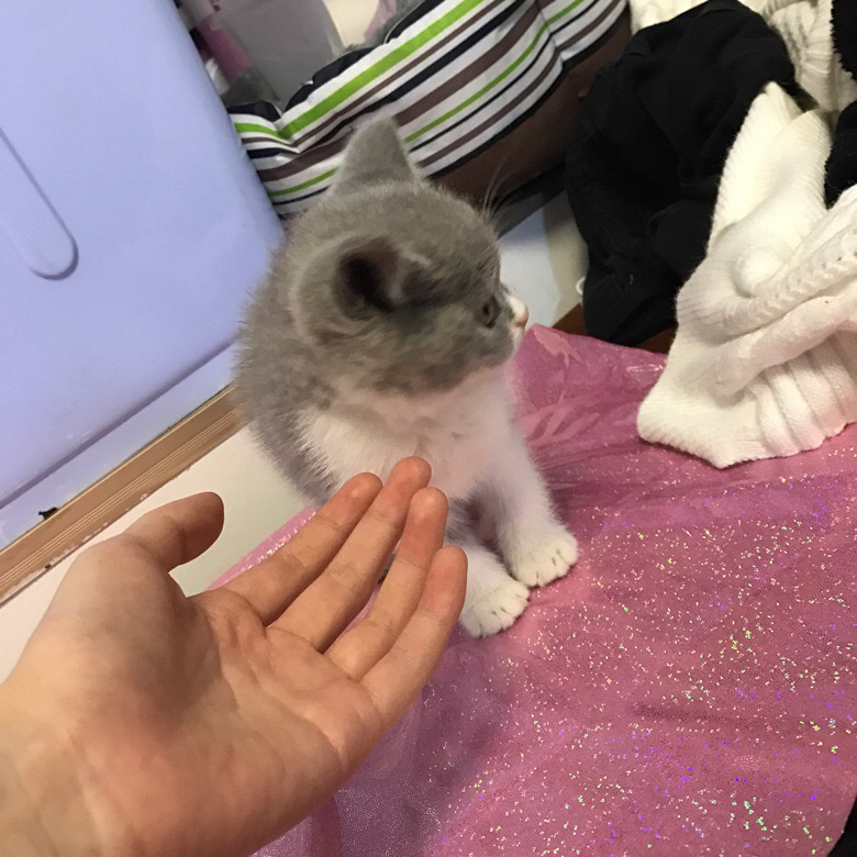 �Լ�����Ӣ������ ���ɰ�