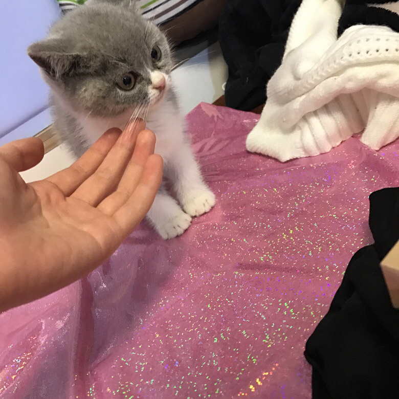 �Լ�����Ӣ������ ���ɰ�