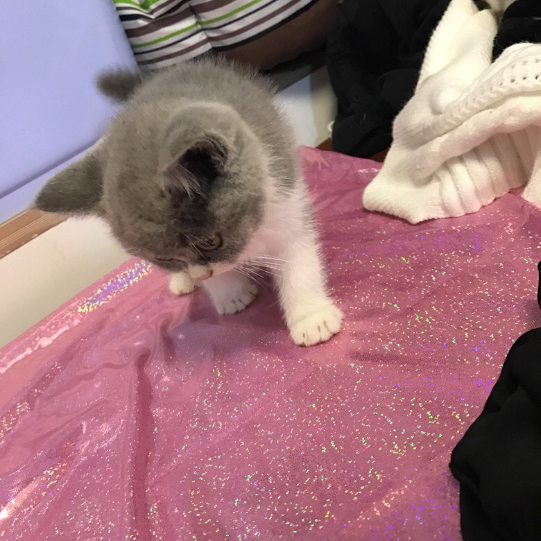 �Լ�����Ӣ������ ���ɰ�