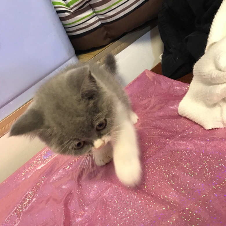 �Լ�����Ӣ������ ���ɰ�