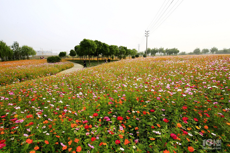 看花去这样的花海嘉兴人不去看辜负了自己辜负了花