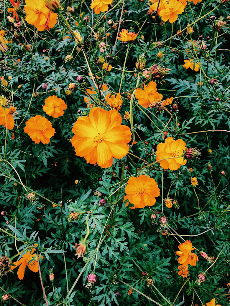 Flower sea
