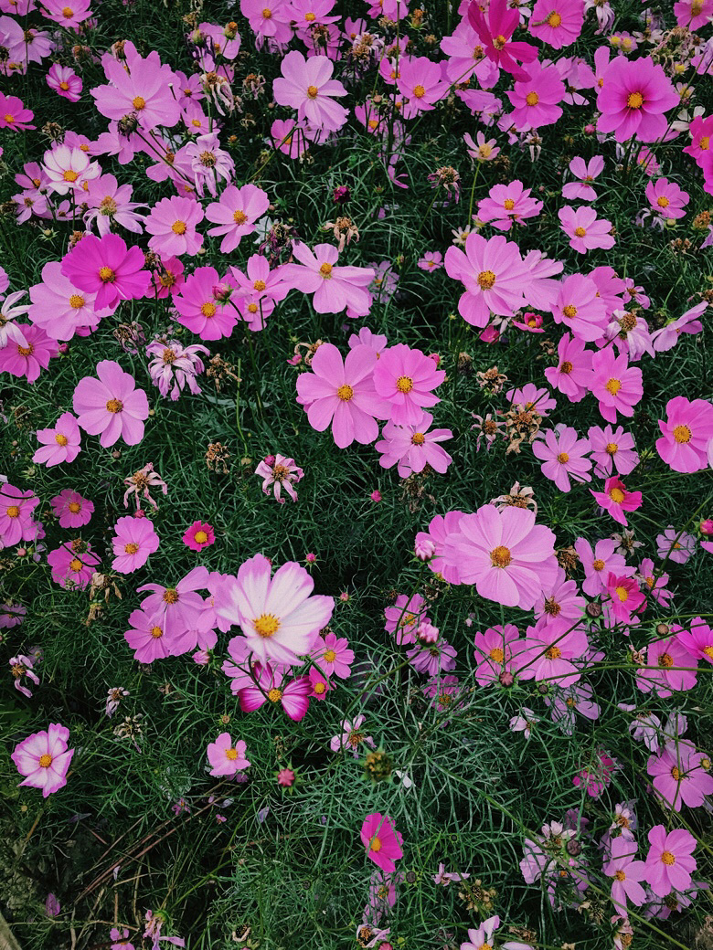 Flower sea