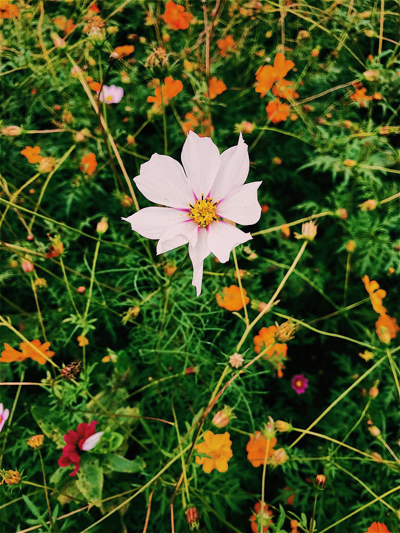 Flower sea