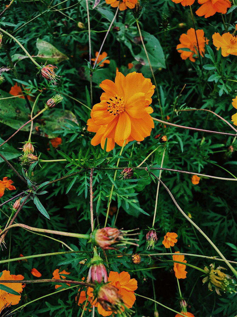 Flower sea