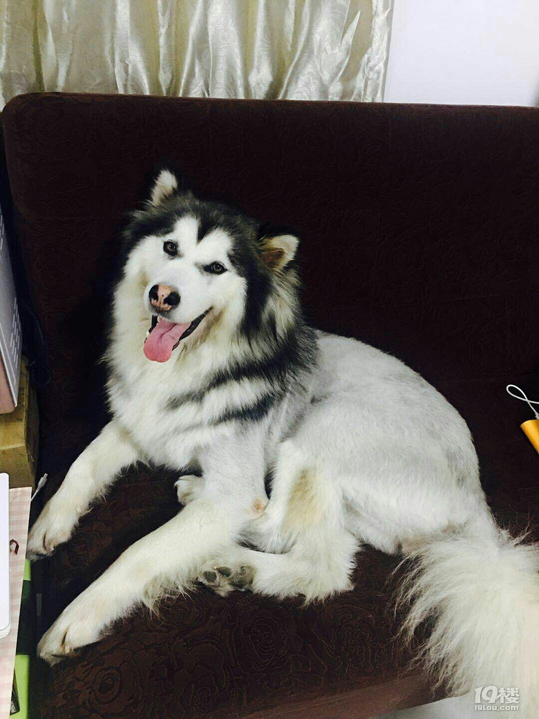 急需阿拉斯加公灰桃成犬配种