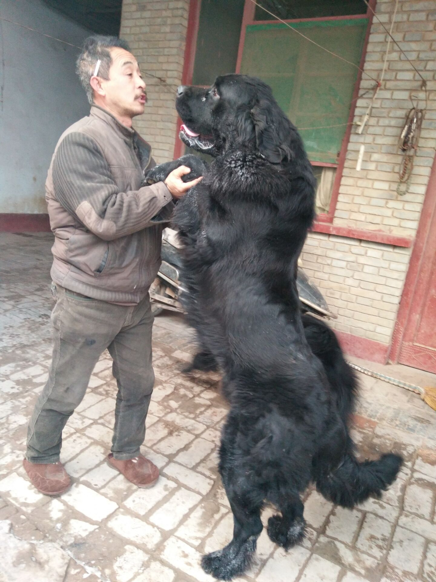 有没有喜欢巨型犬的朋友纽芬兰犬