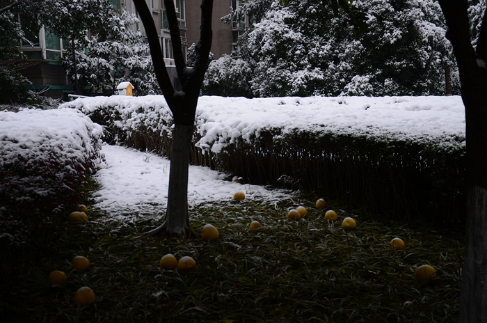 ��ѩ���󣬼��˽𶼾�Էѩ������