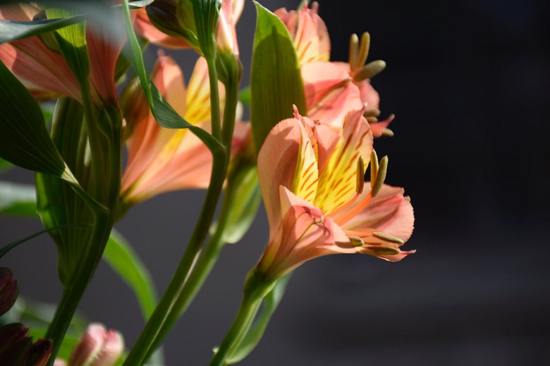 Ұ�ٺϵĴ���