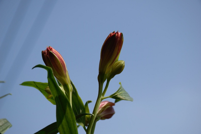 Ұ�ٺϵĴ���