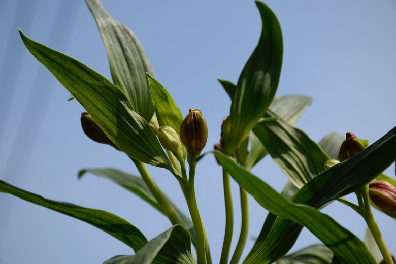 Ұ�ٺϵĴ���