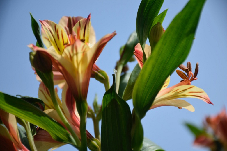 Ұ�ٺϵĴ���