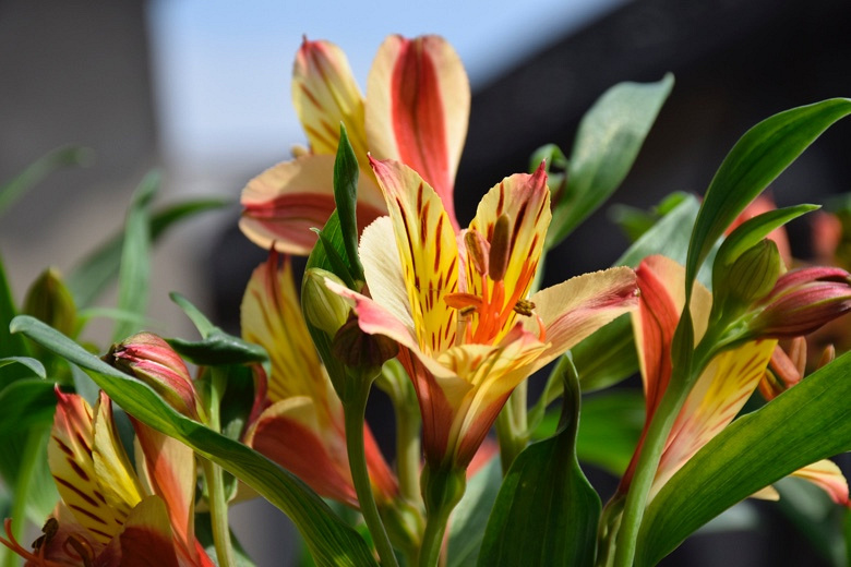 Ұ�ٺϵĴ���