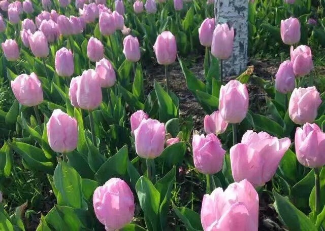 ӣ��������