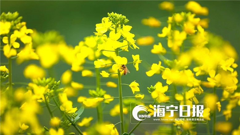 地方有80000㎡油菜花正在盛开,有11个足球场