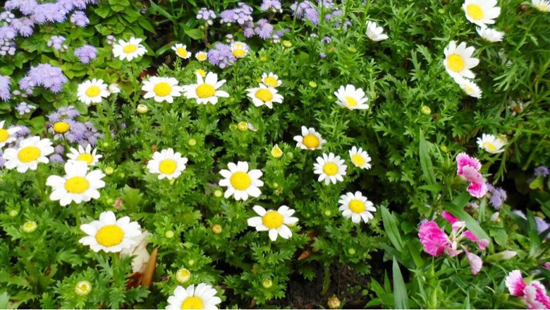 �������Ĵ�ɫ��