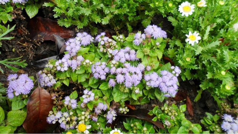 �������Ĵ�ɫ��