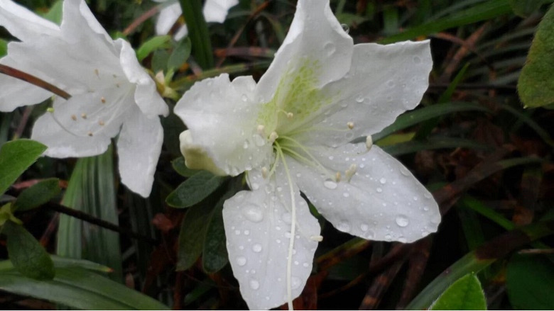 �������Ĵ�ɫ��