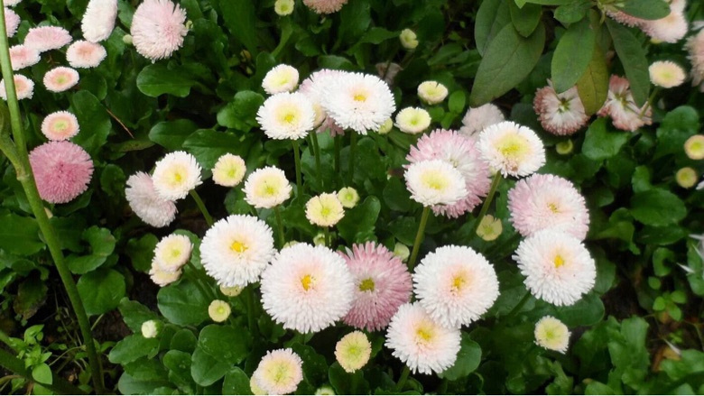 �������Ĵ�ɫ��