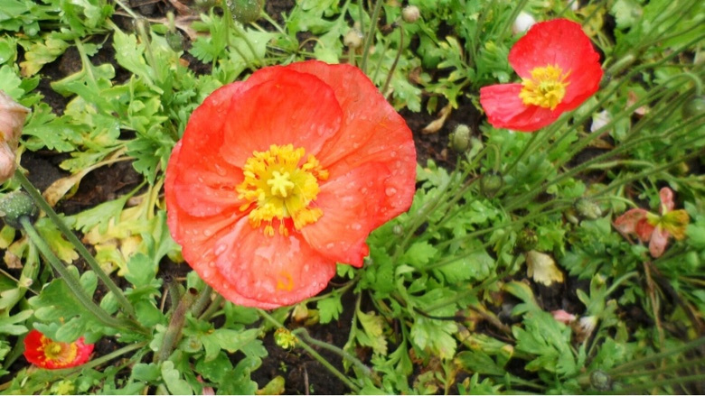 �������Ĵ�ɫ��