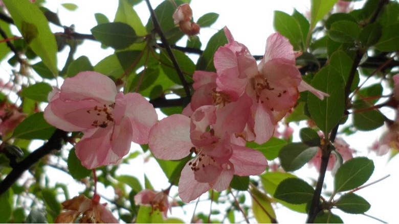 �������Ĵ�ɫ��